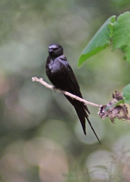 File:Black Saw-wing.jpg