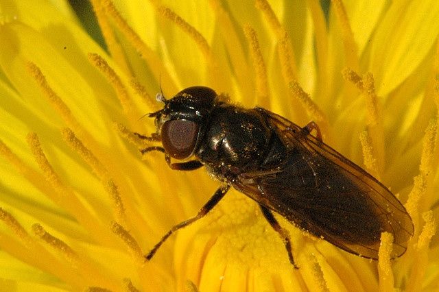 File:Cheilosia.carbonaria.female.jpg