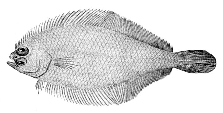 File:Citharichthys arctifrons.jpg