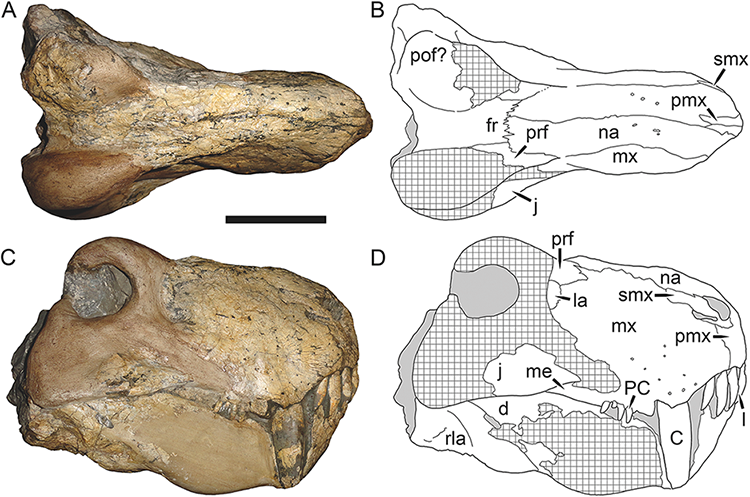 File:Dinogorgon.png