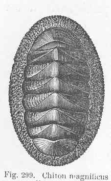 File:FMIB 50373 Chiton magnificens (Deshayes).jpeg