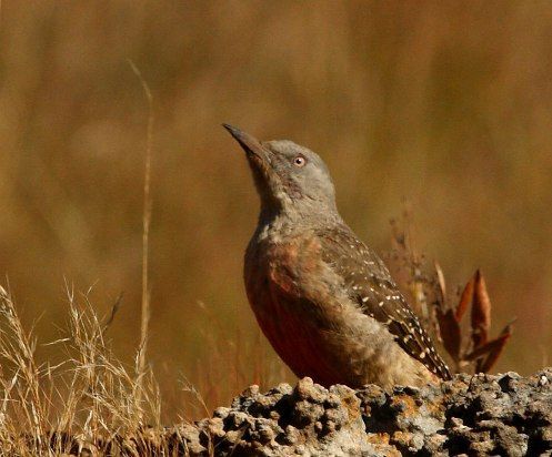 File:Geocolaptes olivaceus -South Africa-8.jpg