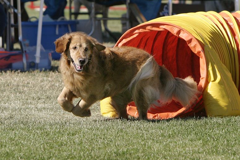 File:GoldenRetriver agility tunnel wb.jpg