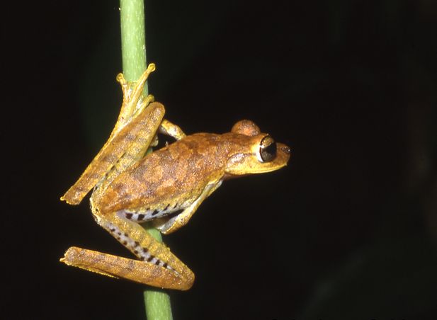 File:Hypsiboas fasciatus01.jpg