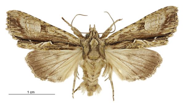 File:Meterana decorata male.jpg