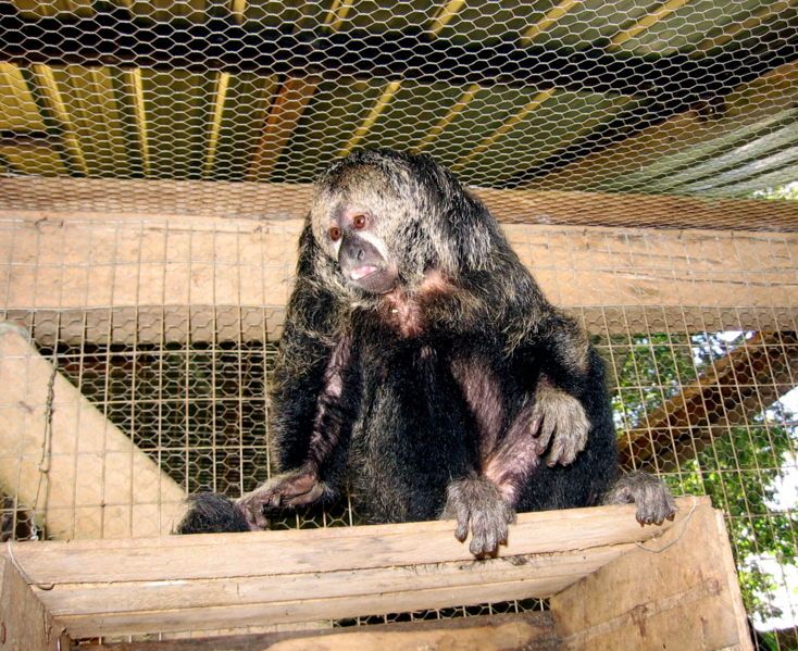 File:Monk saki monkey.jpg