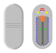 File:Odontogriphus 01.png