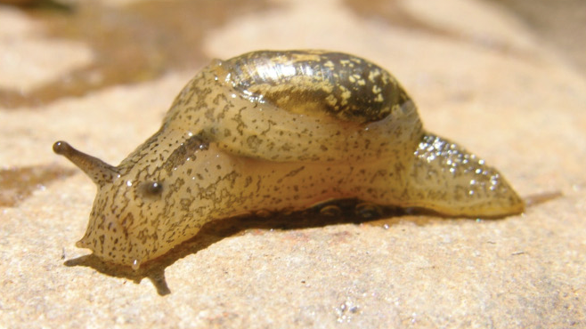 File:Omalonyx convexus 2.png