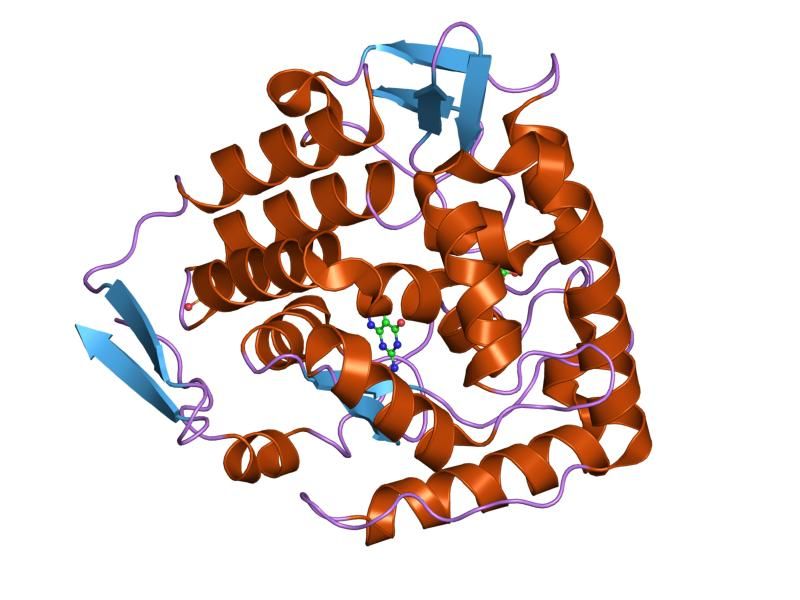 File:PDB 1mmt EBI.jpg