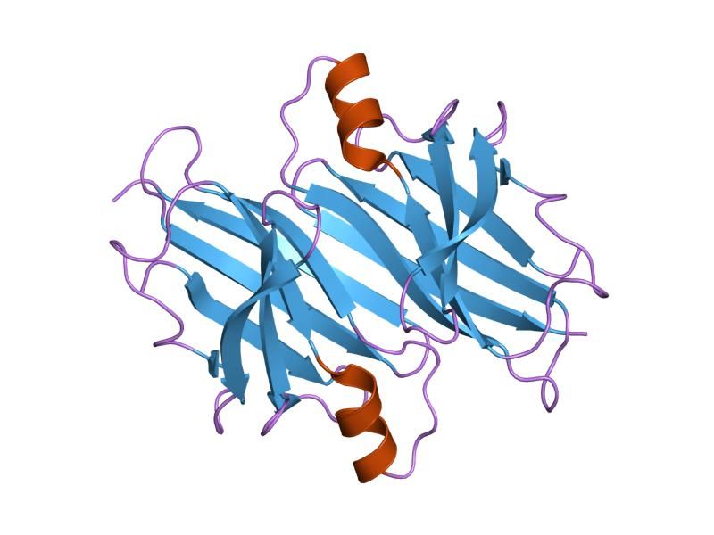 File:PDB 1sok EBI.jpg