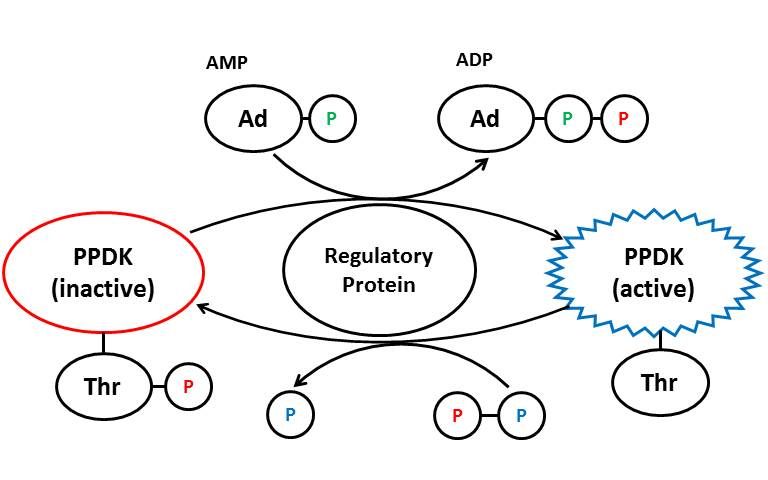 File:PPDK Regulatory Protein.jpg