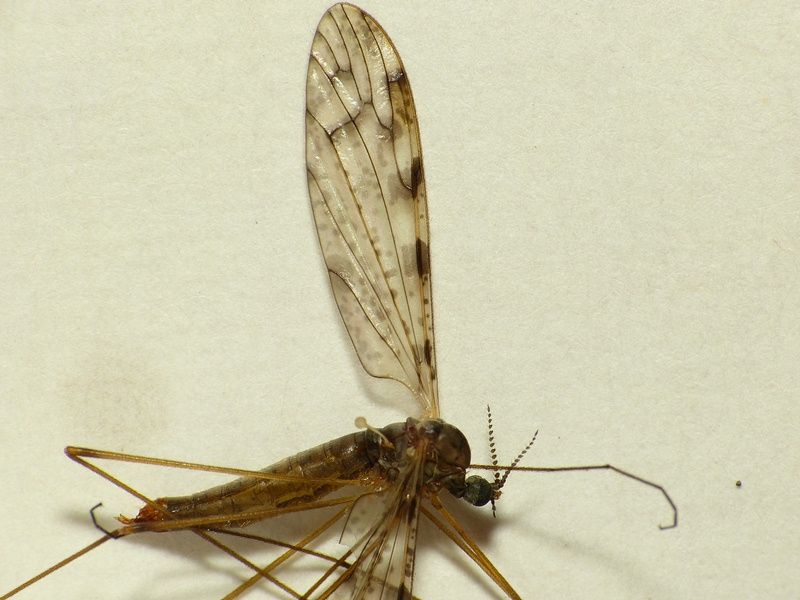 File:Rhipidia maculata.jpg