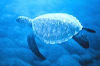 File:Sea turtle small.jpg