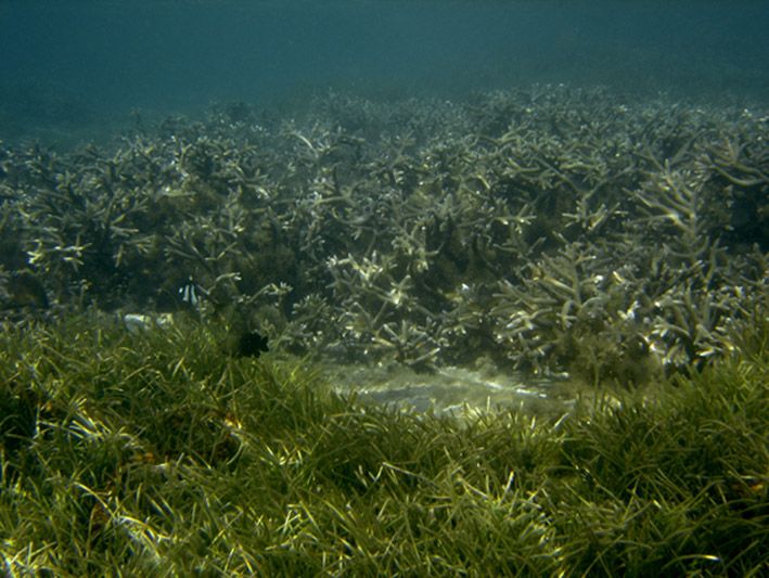 File:Syringodium isoetifolium et Acropora sp..jpg