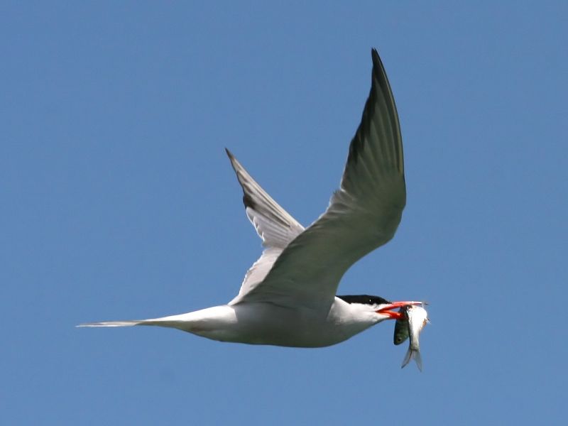 File:Tern (Sterna hirundo) (19).jpg