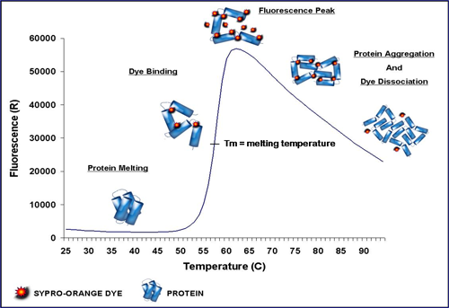 File:Thermal Shift Assay.png