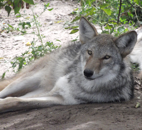 File:Westerncoywolf.png