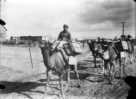 File:כפר ויתקין - גמלים בכפר ויתקין.-JNF044074.jpeg