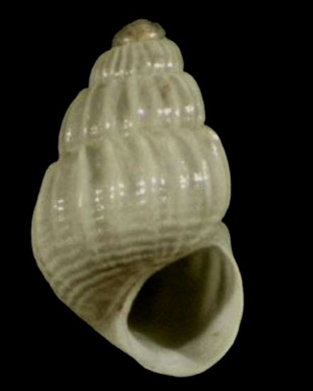 File:Alvania microstriata 001.jpg