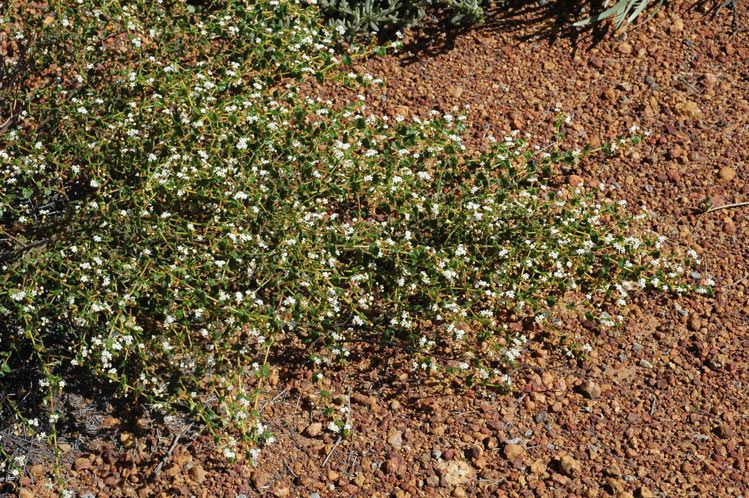 File:Androcalva luteiflora habit.jpg