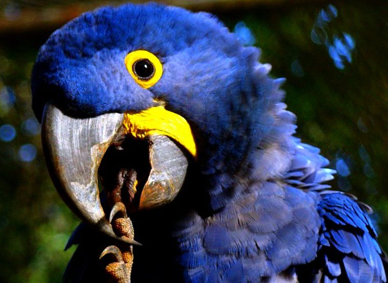 File:Arara-azul-grande.jpg