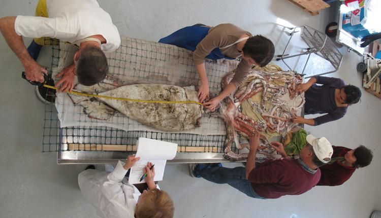 File:Architeuthis dissection.jpg