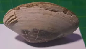 File:Bivalve, Pliocene, Java, Indonesia.png