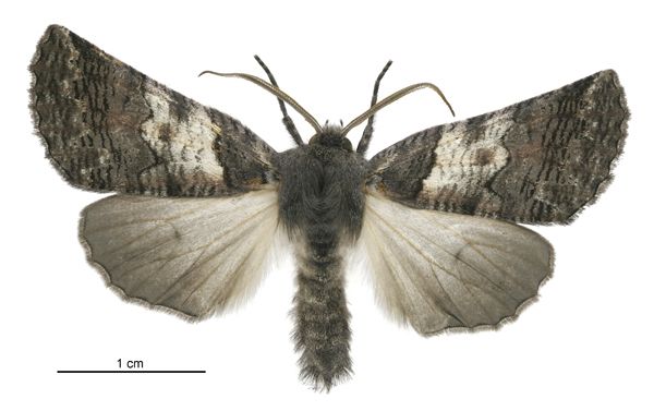 File:Declana griseata male.jpg