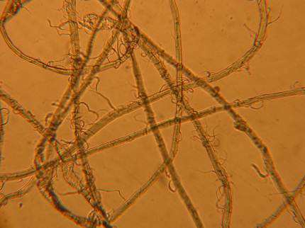 File:Fibrillation of lyocell fibre.png