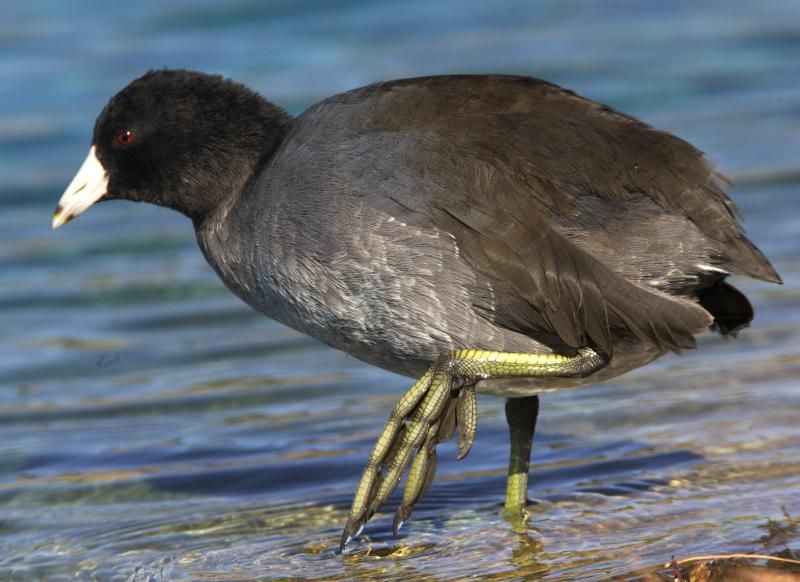 File:Fulica americana 1.jpg