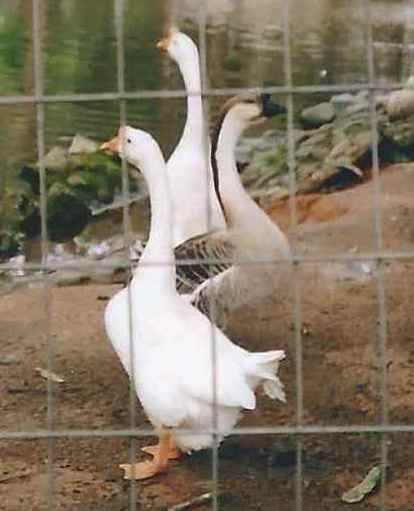 File:Goose Ouro Preto.jpg