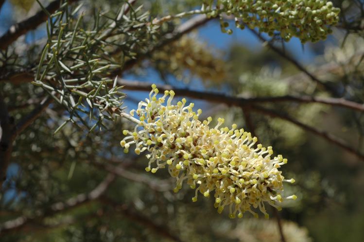 File:Hakea ednieana.jpg