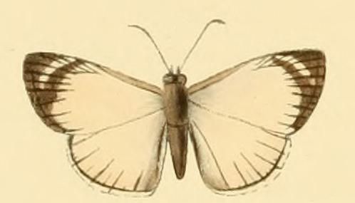 File:Heliopetes leucola.JPG