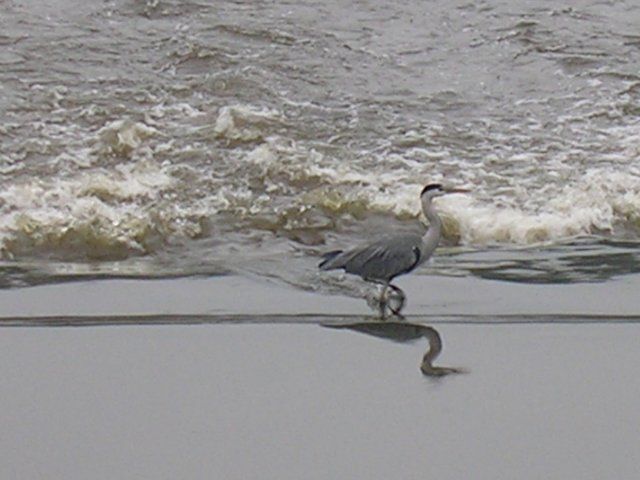 File:Heron on the Irwell at Bury.jpg