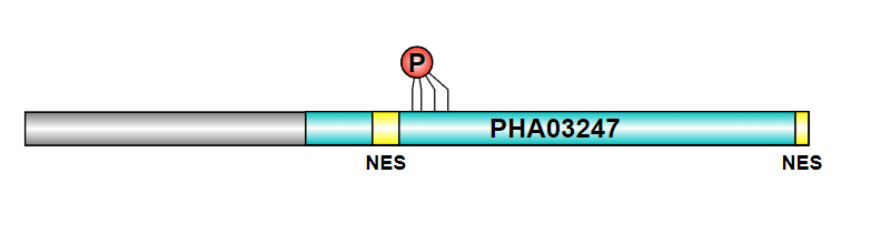 File:Human UBALD1 Protein Schematic.png