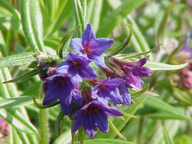 File:Lithospermum purpurocaeruleum0.jpg