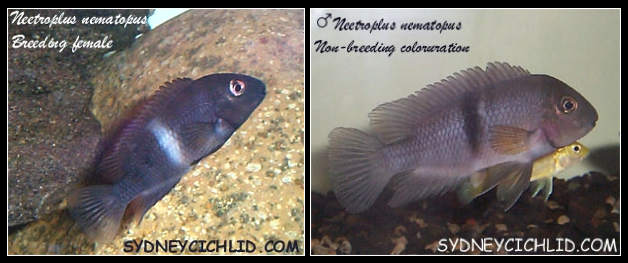 File:Neetroplus nematopus.png