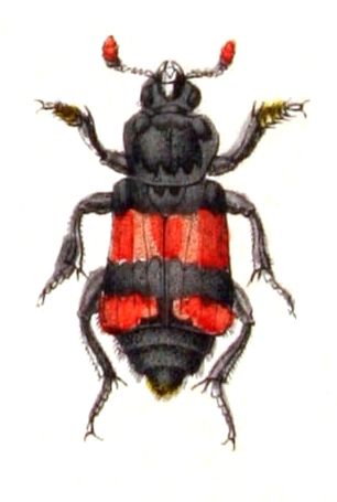 File:Nicrophorus.investigator.-.calwer.09.12.jpg