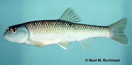 File:Nocomis leptocephalus.jpg