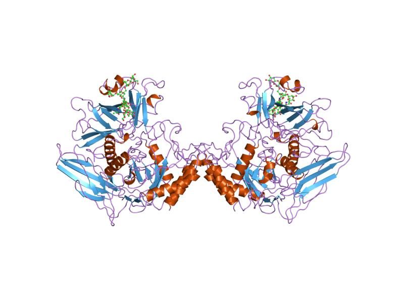 File:PDB 1bhg EBI.jpg