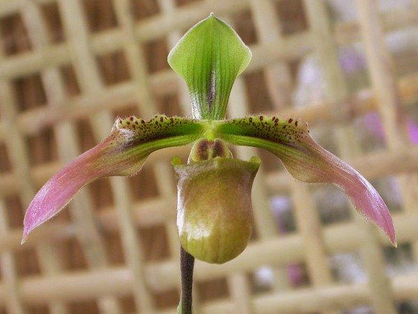 File:Paphiopedilum bullenianum.jpg