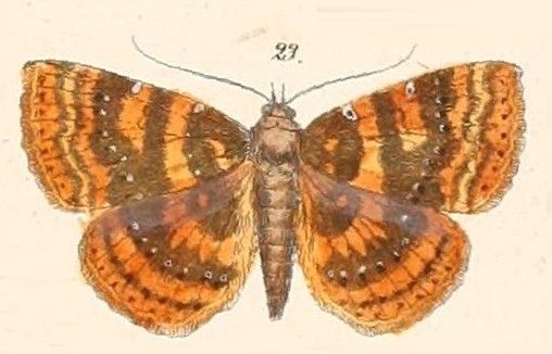 File:Pl.117-23-Attonda adspersa.JPG