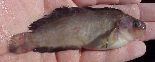 File:Prowfish juvenile.jpg