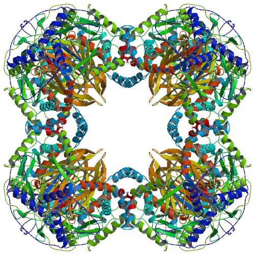 File:Pyruvate dehydrogenase multienzyme complex.jpg