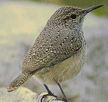 File:RockWren23.jpg