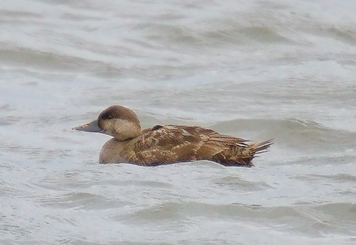 File:Sjöorre - Common Scoter 2.jpg