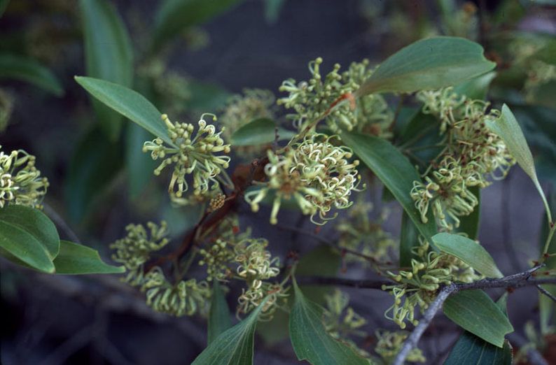 File:Stenocarpus cunninghamii.jpg