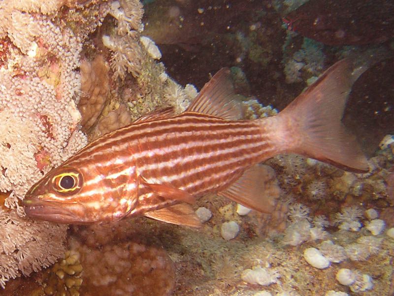 File:Tiger Cardinalfish.jpg