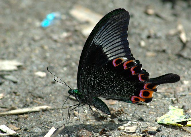 File:Unid peacock 3.jpg