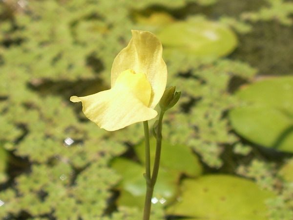 File:Utricularia aurea Flora.jpg